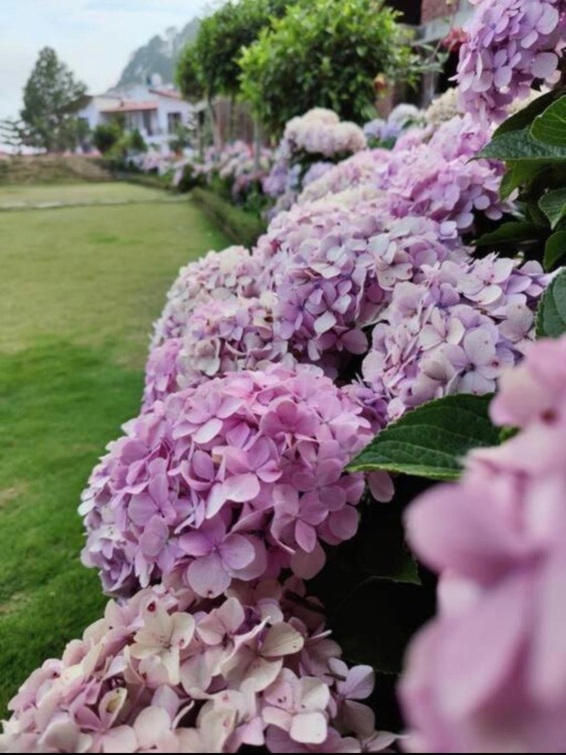 Kafal Tree Home Stay - Pet Friendly Bhowali Exterior photo