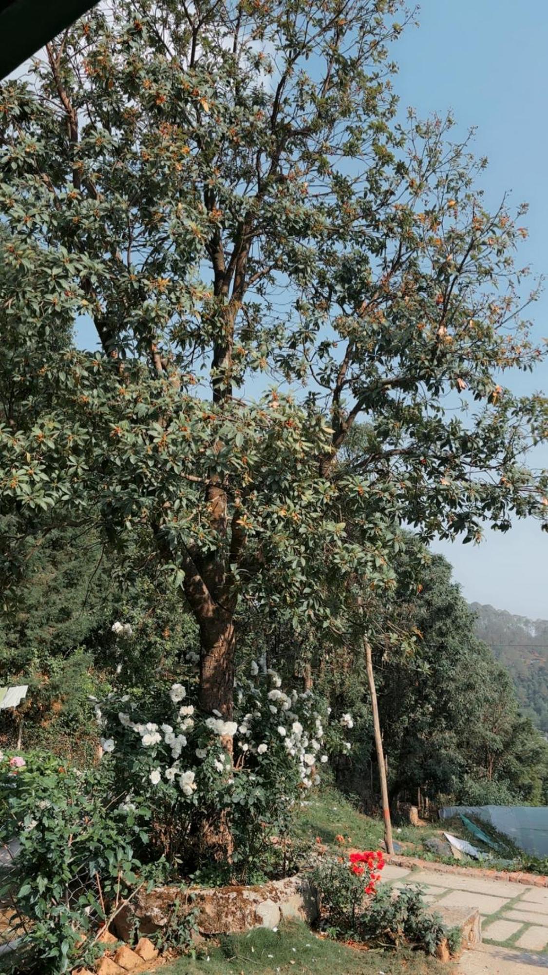 Kafal Tree Home Stay - Pet Friendly Bhowali Exterior photo